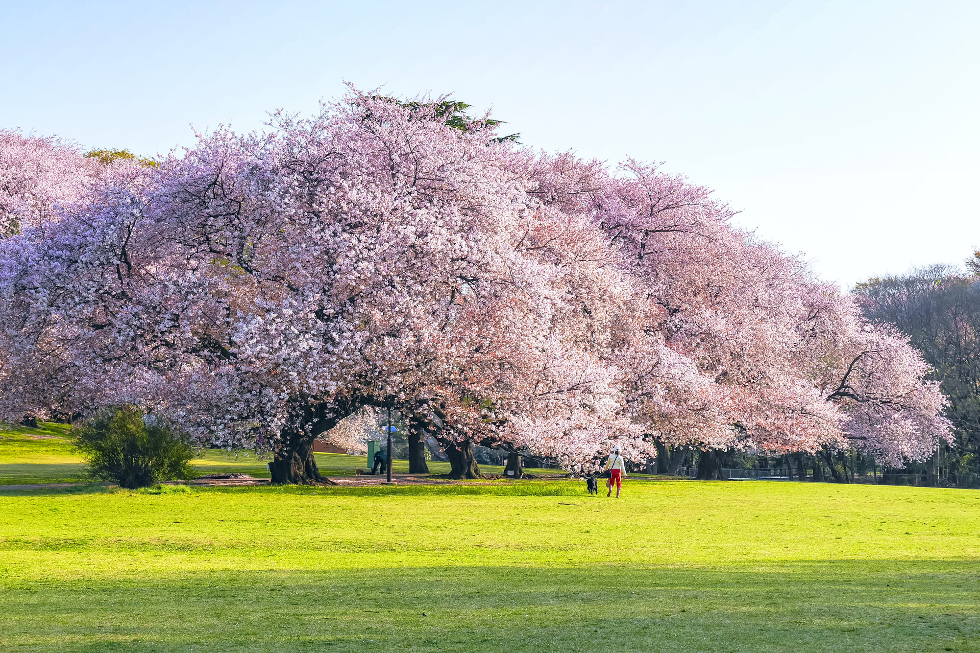 東京都世田谷区